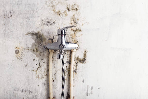 Best Preventive Mold Services in Vaughn, WA