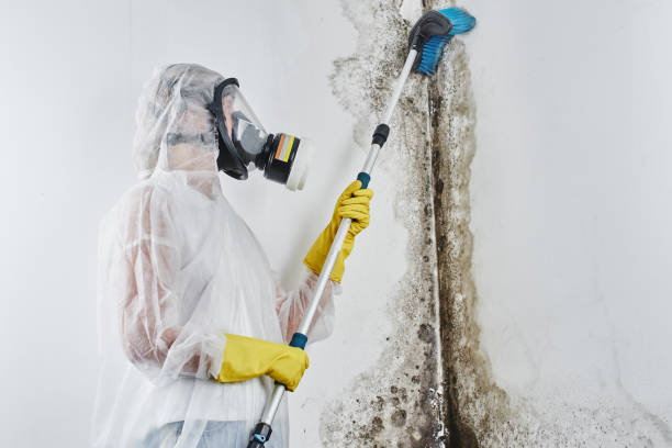 Best Mold Remediation for Schools in Vaughn, WA