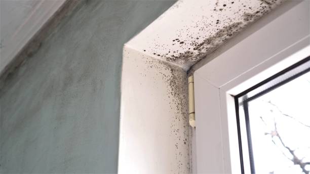 Best Kitchen Mold Remediation in Vaughn, WA