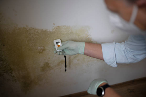 Best Health and Safety Mold Remediation in Vaughn, WA