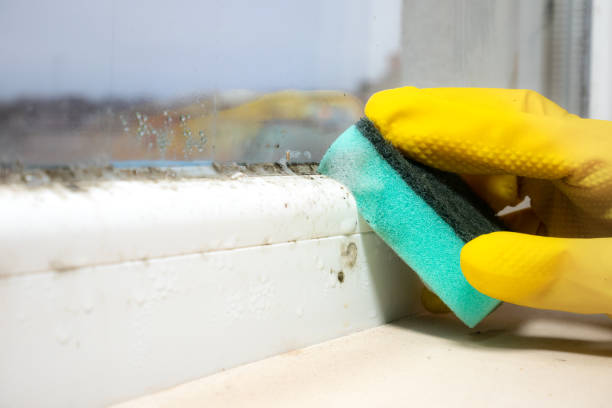 Best DIY Mold Remediation Support Services in Vaughn, WA