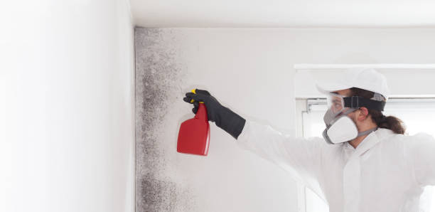 Best Insurance-Related Mold Remediation in Vaughn, WA