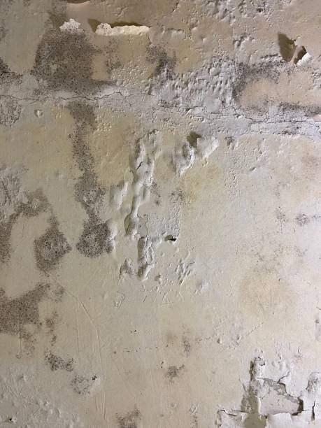 Best Crawl Space Mold Remediation in Vaughn, WA
