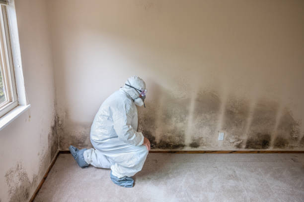 Best Industrial Mold Remediation in Vaughn, WA