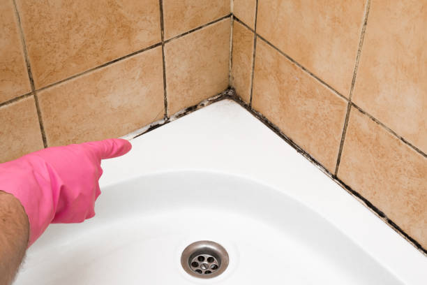 Best Attic Mold Remediation in Vaughn, WA